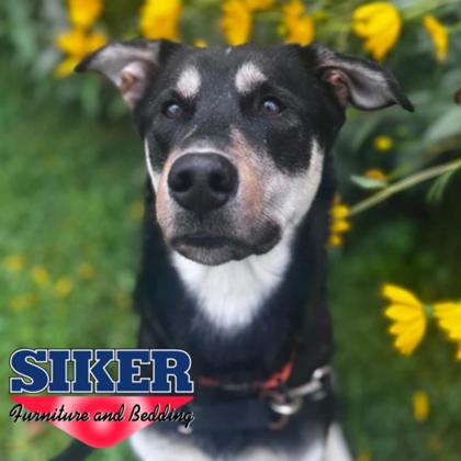 GOOFY - Mixed Breed, Large (over 44 lbs fully grown) / Mix for adoption in Rockford