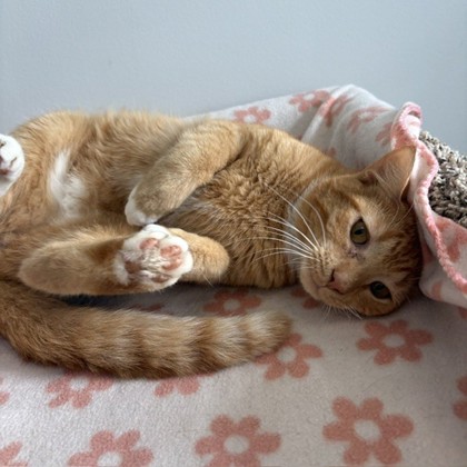 STEWART - Domestic Shorthair / Mix available for adoption