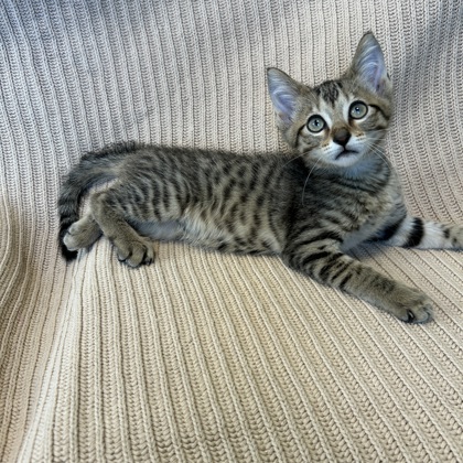 SATURN - Domestic Shorthair / Mix available for adoption