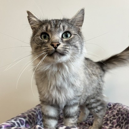 MR. FANCY (FGN) - Domestic Longhair / Mix available for adoption
