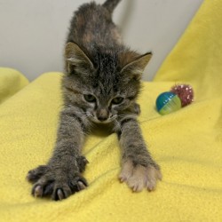 RAINICORN - Domestic Shorthair / Mix available for adoption