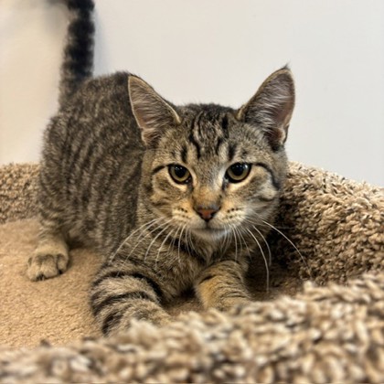 LANTERN - Domestic Shorthair / Mix available for adoption