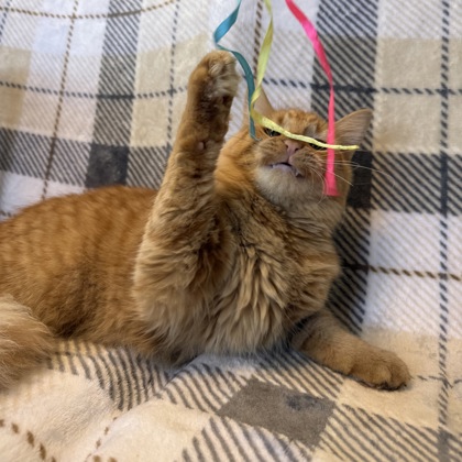 LEWIS (SGN) - Domestic Medium Hair / Mix available for adoption