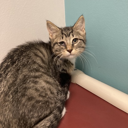 ROSE QUARTZ - Domestic Shorthair / Mix available for adoption