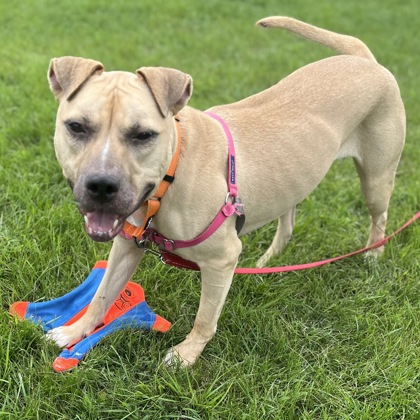 DEMI - Mixed Breed, Large (over 44 lbs fully grown) / Mix for adoption in Rockford