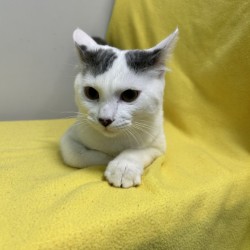 MOONSTONE - Domestic Shorthair / Mix available for adoption