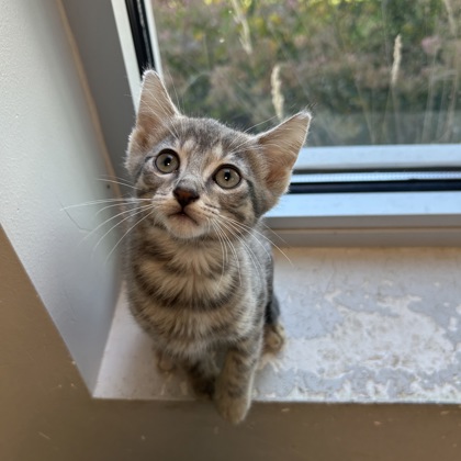 NEPTUNE - Domestic Shorthair / Mix available for adoption