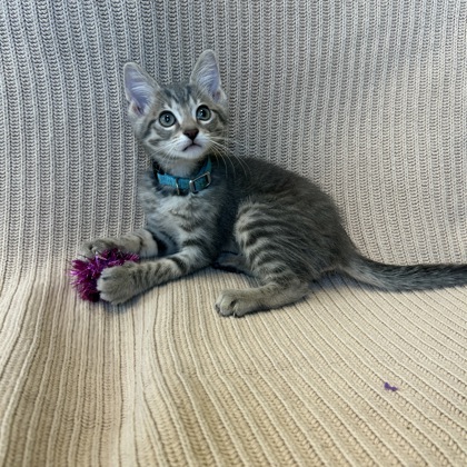 PLUTO - Domestic Shorthair / Mix available for adoption