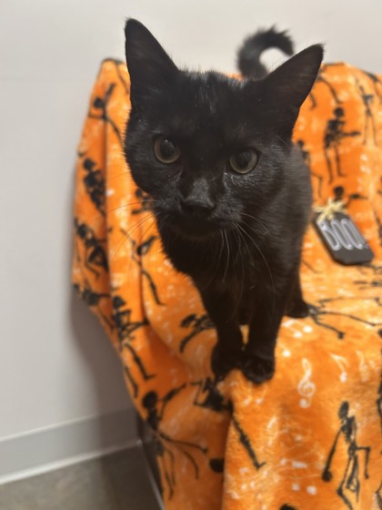 ARBY'S - Domestic Shorthair / Mix available for adoption