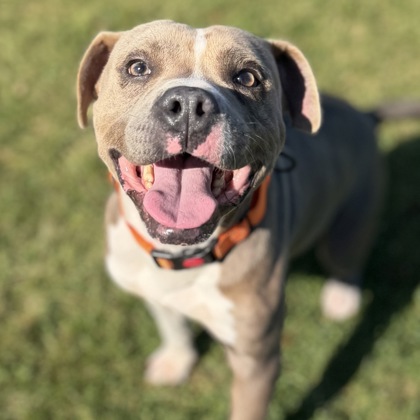 BALOO - Mixed Breed, Large (over 44 lbs fully grown) / Mix available for adoption