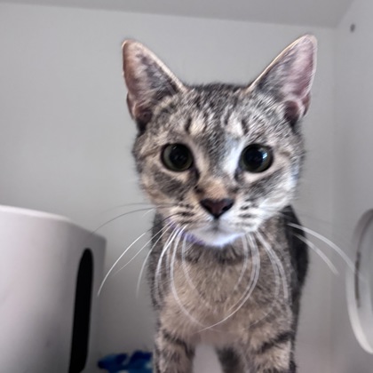 DEB - Domestic Shorthair / Mix available for adoption
