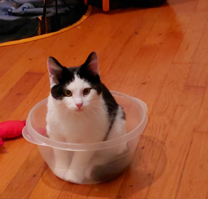 SPICY SAMMY - Domestic Shorthair / Mix available for adoption