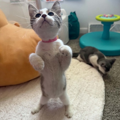 COLT - Domestic Shorthair / Mix available for adoption