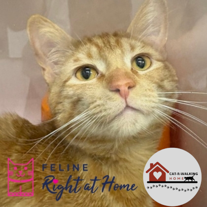 UNCLE TED - Domestic Shorthair / Mix for adoption in Rockford