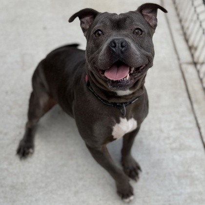 BAILEY - Mixed Breed, Medium (up to 44 lbs fully grown) / Mix available for adoption