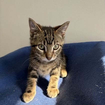 HUGHIE - Domestic Shorthair / Mix available for adoption