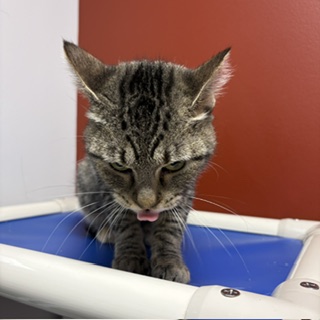 CC - Domestic Shorthair / Mix available for adoption