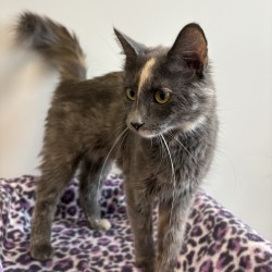 BESTAT - Domestic Longhair / Mix available for adoption