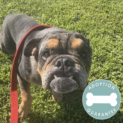 BODIE - English Bulldog / Mix available for adoption