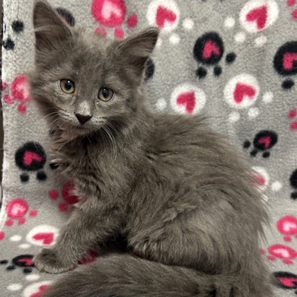 BASIL - Domestic Medium Hair / Mix available for adoption