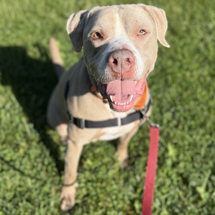 KOBE - Mixed Breed, Medium (up to 44 lbs fully grown) / Mix available for adoption