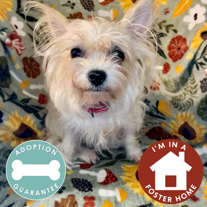 BELLA - Mixed Breed, Small (under 24 lbs fully grown) / Mix available for adoption