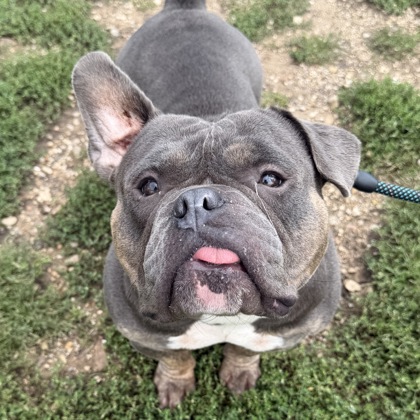 BIG MAMA - Mixed Breed, Medium (up to 44 lbs fully grown) / Mix available for adoption