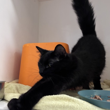 VIVIAN - Domestic Medium Hair / Mix available for adoption