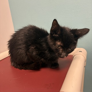 HUDSON - Domestic Shorthair / Mix available for adoption