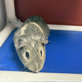 PEANUT - Guinea Pig / Guinea Pig available for adoption
