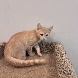 FERB - Domestic Shorthair / Mix available for adoption