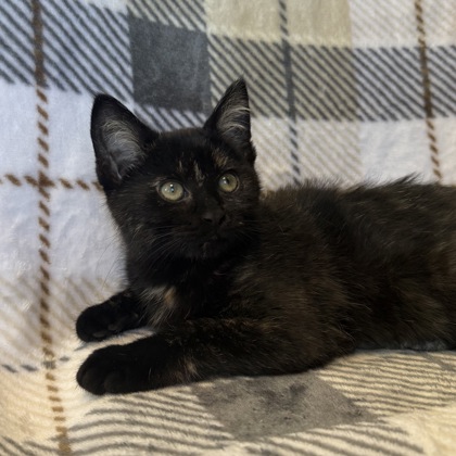 BELLE - Domestic Shorthair / Mix available for adoption