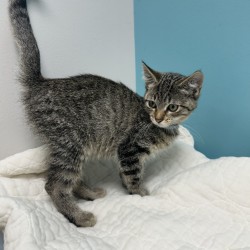 JAKE - Domestic Shorthair / Mix available for adoption