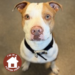 ACE - Mixed Breed, Large (over 44 lbs fully grown) / Mix available for adoption