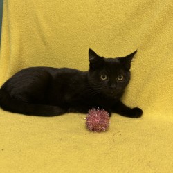 JETTA - Domestic Shorthair / Mix available for adoption