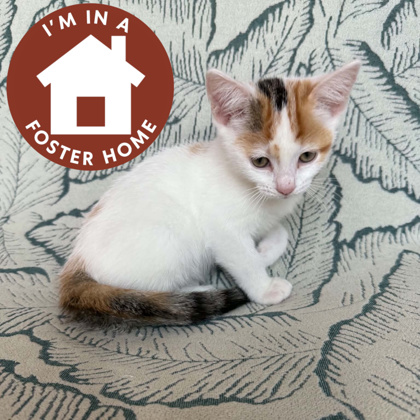 ONYX - Domestic Shorthair / Mix available for adoption
