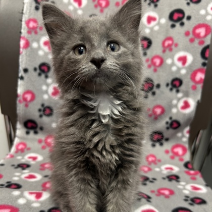 BASIL - Domestic Medium Hair / Mix available for adoption