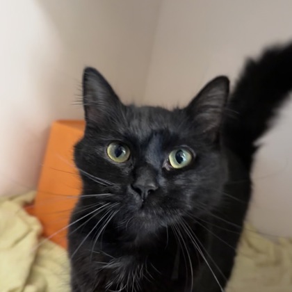 VIVIAN - Domestic Medium Hair / Mix available for adoption