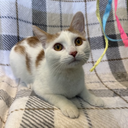 COLIN ROBINSON (SGN) - Domestic Shorthair / Mix available for adoption