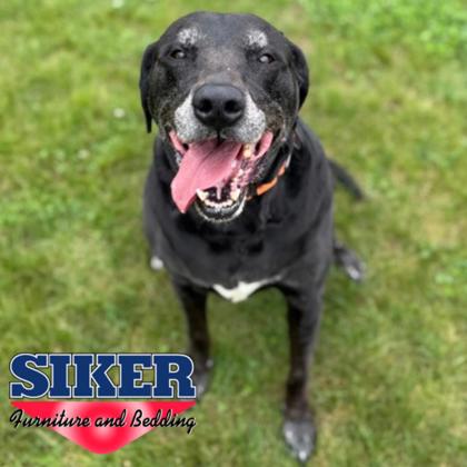 BAILEY - Mixed Breed, Large (over 44 lbs fully grown) / Mix available for adoption