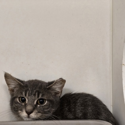 PICKLE - Domestic Shorthair / Mix available for adoption