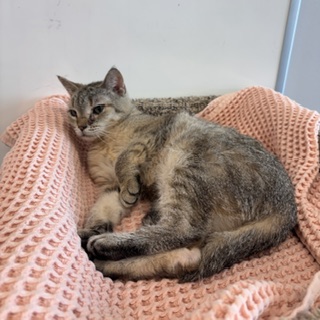 MAISY - Domestic Shorthair / Mix available for adoption