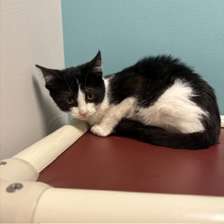 MURPHY - Domestic Shorthair / Mix available for adoption