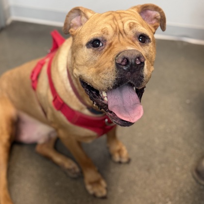 ARCHIE - Mixed Breed, Large (over 44 lbs fully grown) / Mix available for adoption