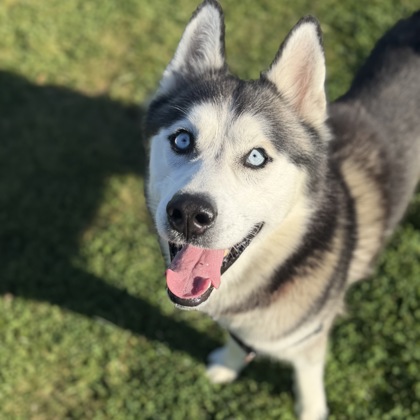 NEKO - Alaskan Husky / Mix available for adoption