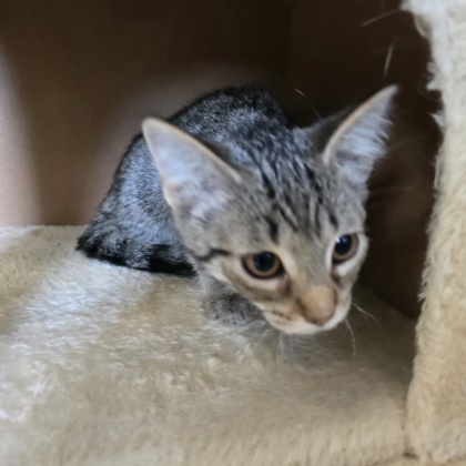 STRING BEAN - Domestic Shorthair / Mix for adoption in Rockford