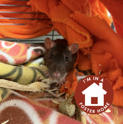CAKE - Rat / Rat available for adoption