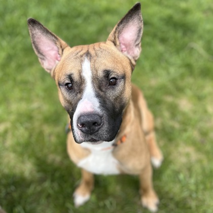 BRUNO - Mixed Breed, Medium (up to 44 lbs fully grown) / Mix available for adoption