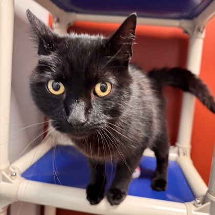 NIPPY - Domestic Shorthair / Mix available for adoption