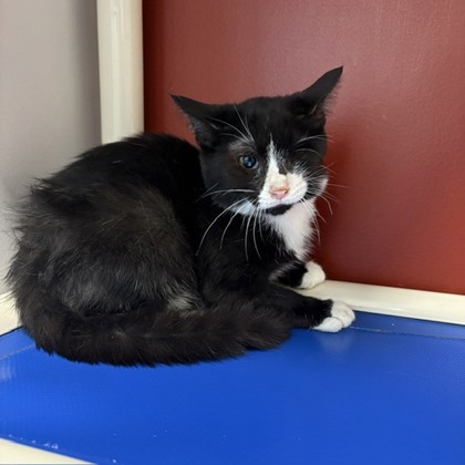 MARVEL - Domestic Shorthair / Mix available for adoption